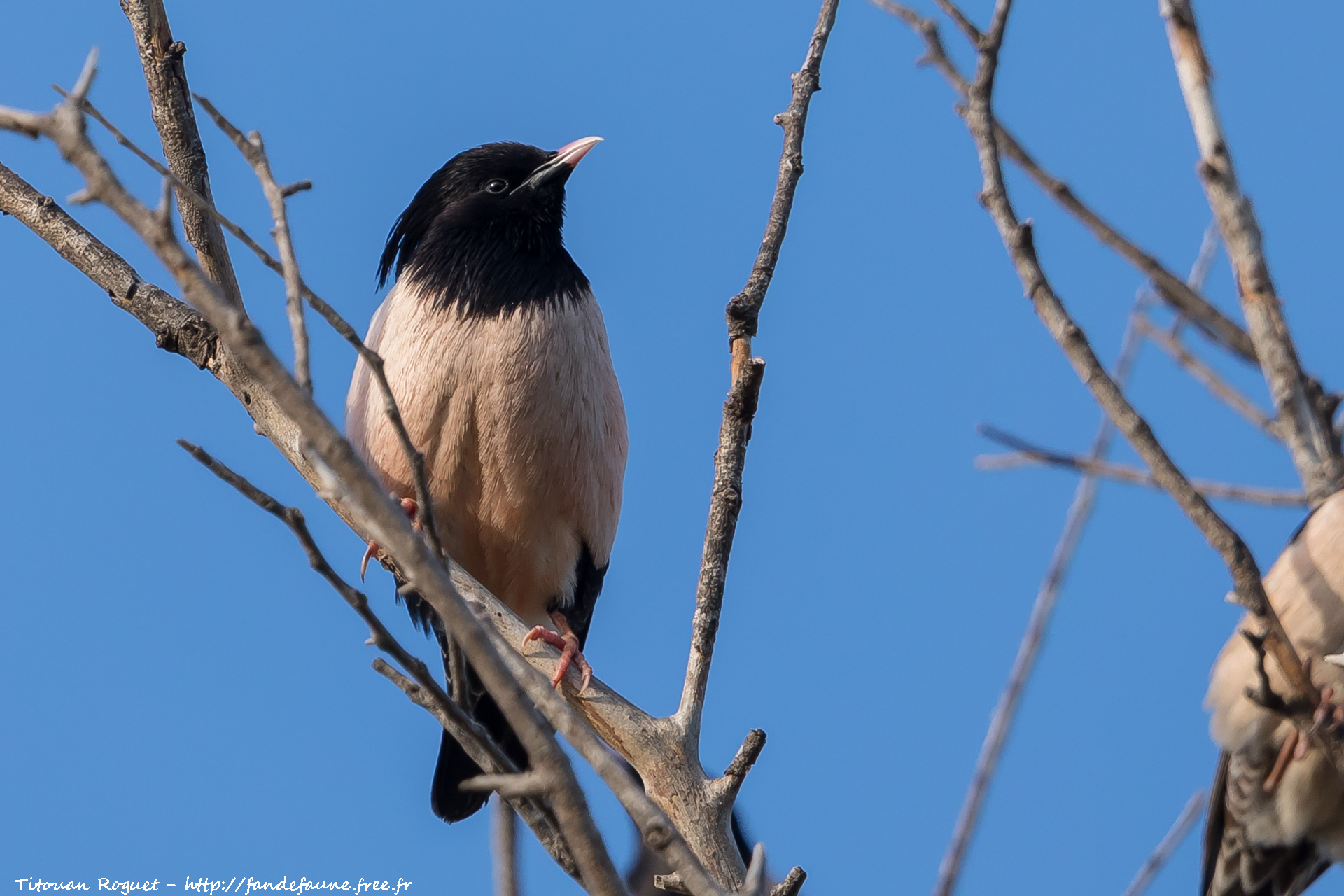 Étourneau roselin (Pastor roseus) - Rosy Starling