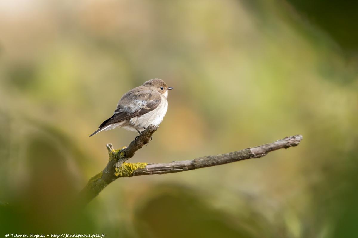Gobemouche noir (Ficedula hypoleuca) - European Pied Flycatcher