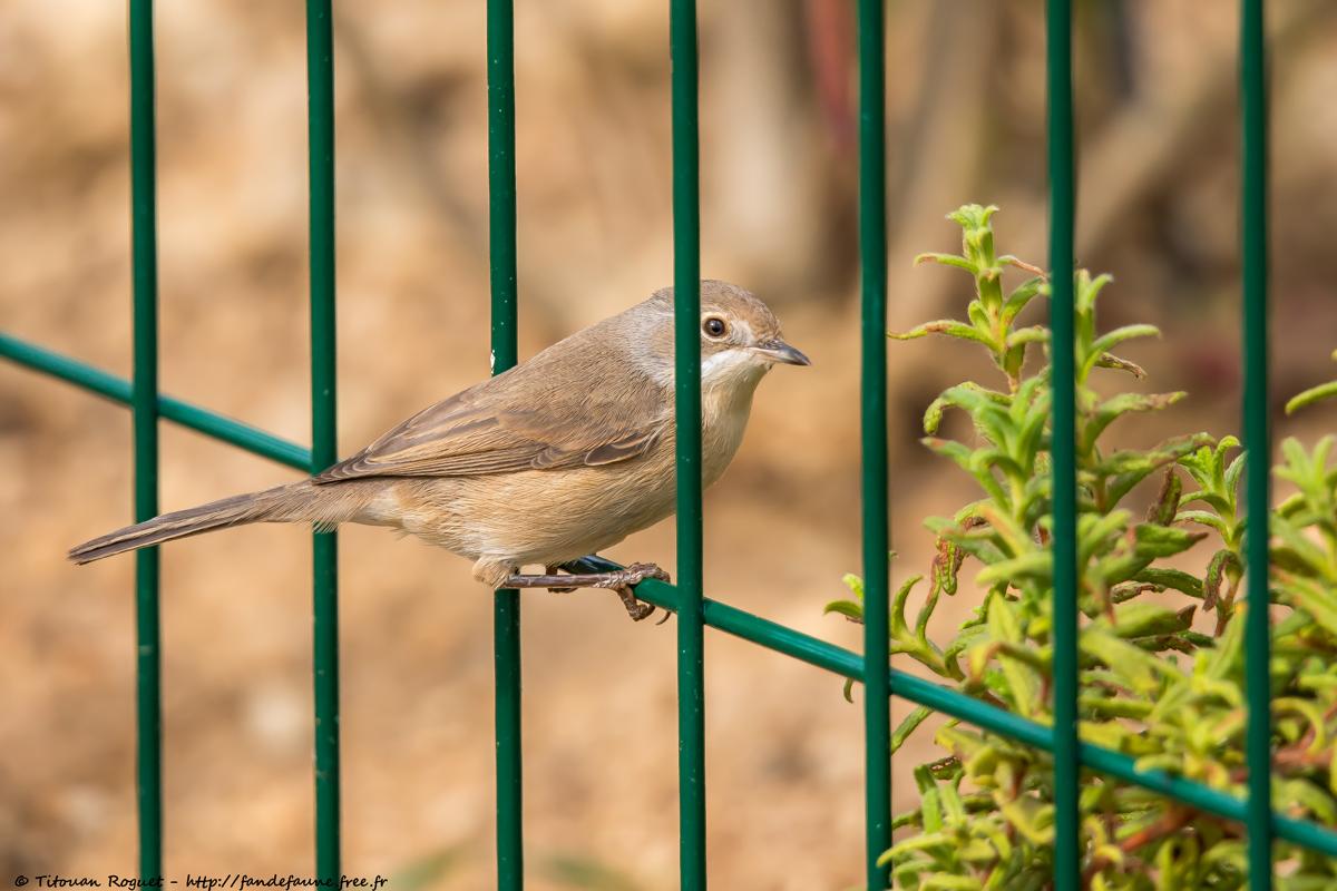 Fauvette passerinette (Curruca cantillans) - Subalpine Warbler
