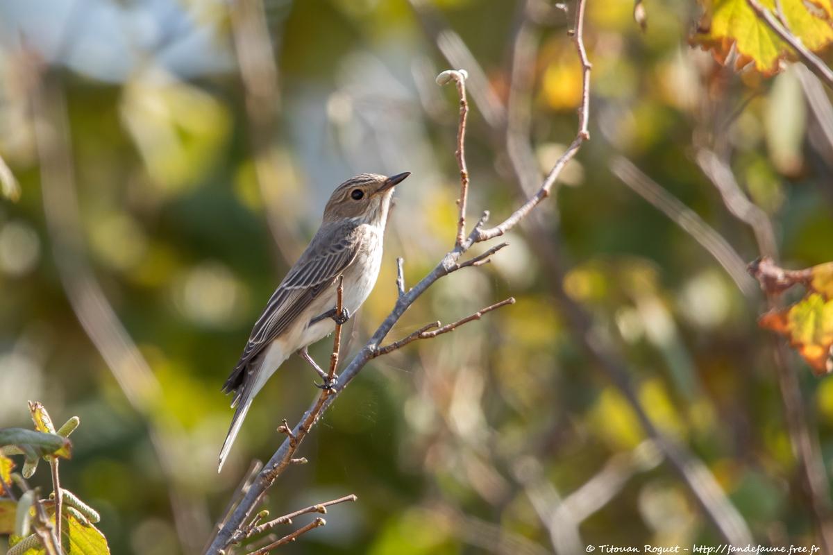 Gobemouche gris (Muscicapa striata) - Spotted Flycatcher