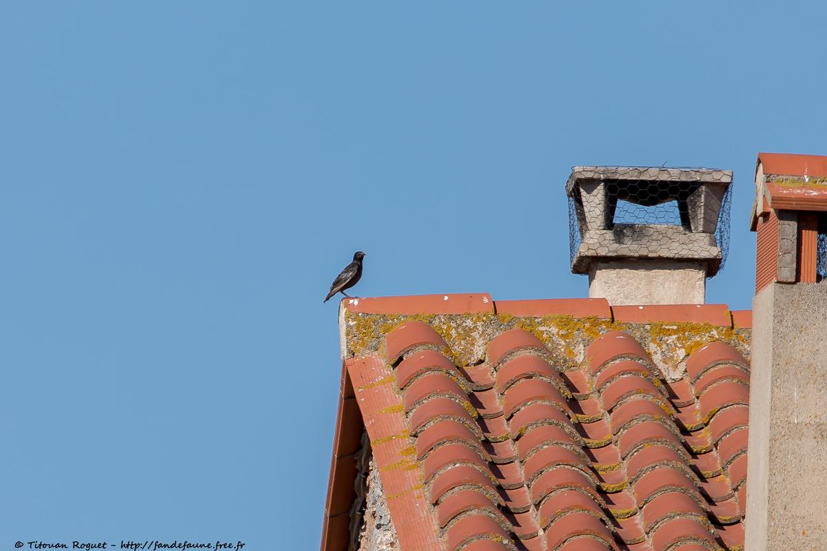 Étourneau unicolore (Sturnus unicolor) - Spotless Starling
