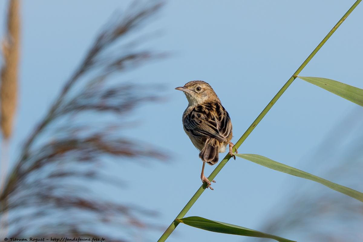 Cisticole des joncs (Cisticola juncidis) - Zitting Cisticola