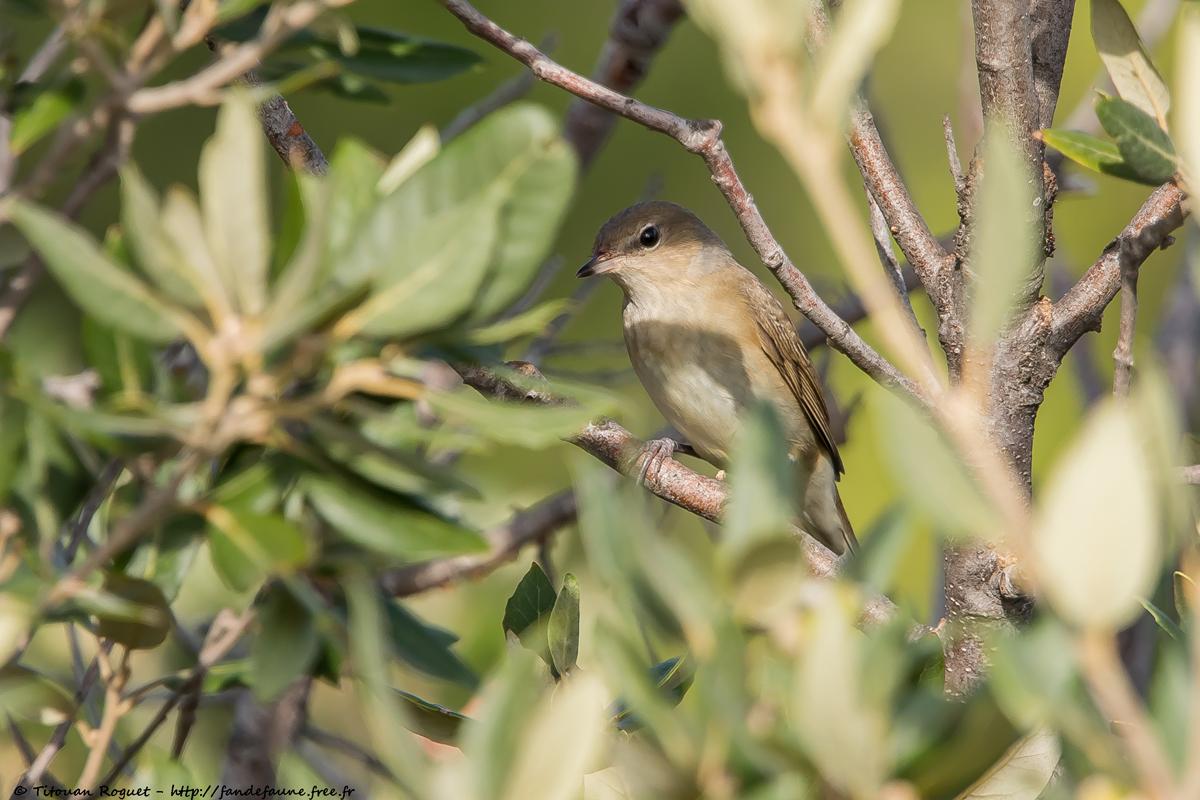 Fauvette des jardins (Sylvia borin) - Garden Warbler