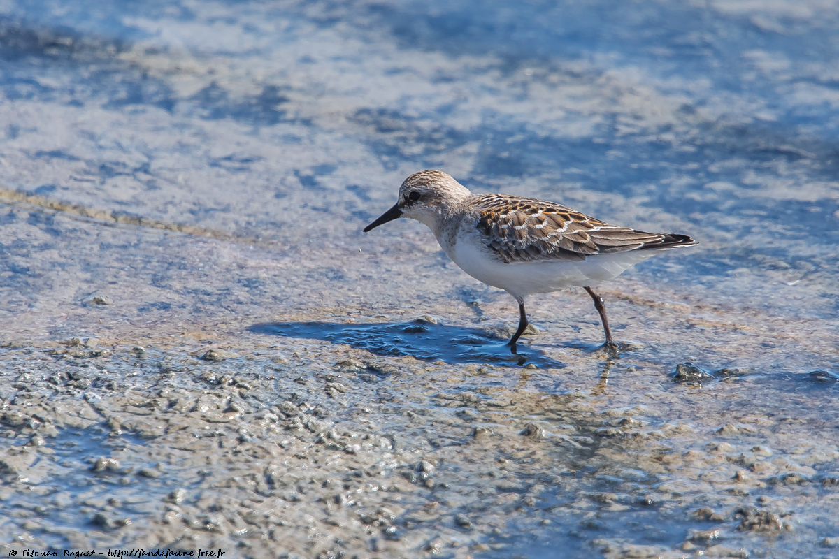 Bécasseau à cou roux (Calidris ruficollis) - necked Stint