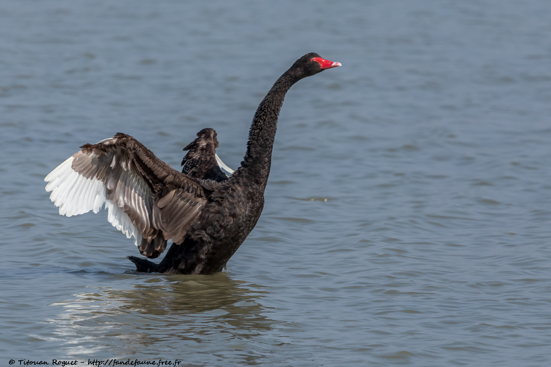 Cygne noir (Cygnus atratus) - Black Swan
