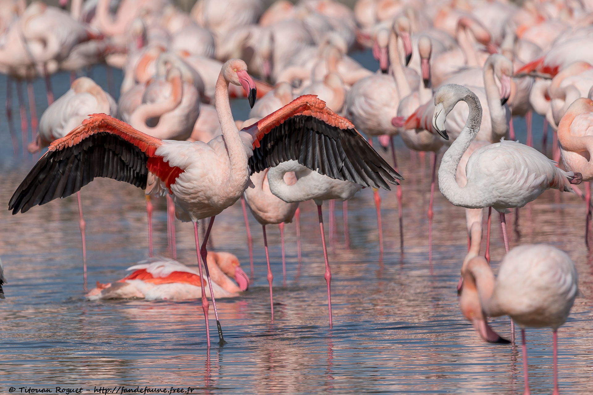 Flamant rose (Phoenicopterus roseus) - Greater Flamingo