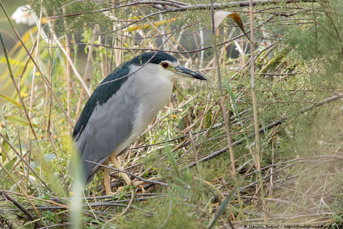 Bihoreau gris (Nycticorax nycticorax) - Black-crowned Night Heron