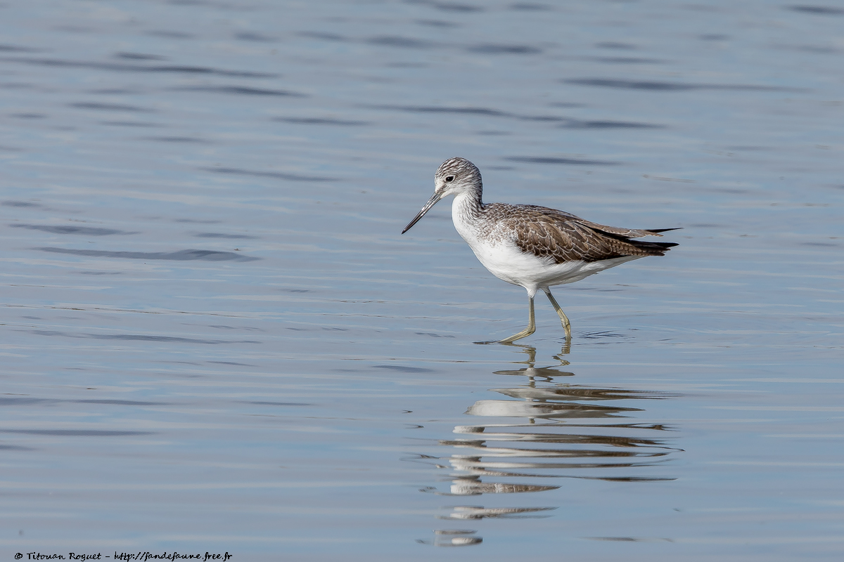 Chevalier aboyeur (Tringa nebularia) - Common Greenshank