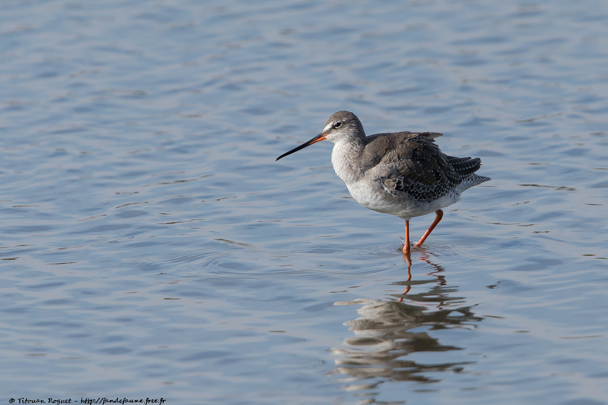 Chevalier arlequin (Tringa erythropus) - Spotted Redshank