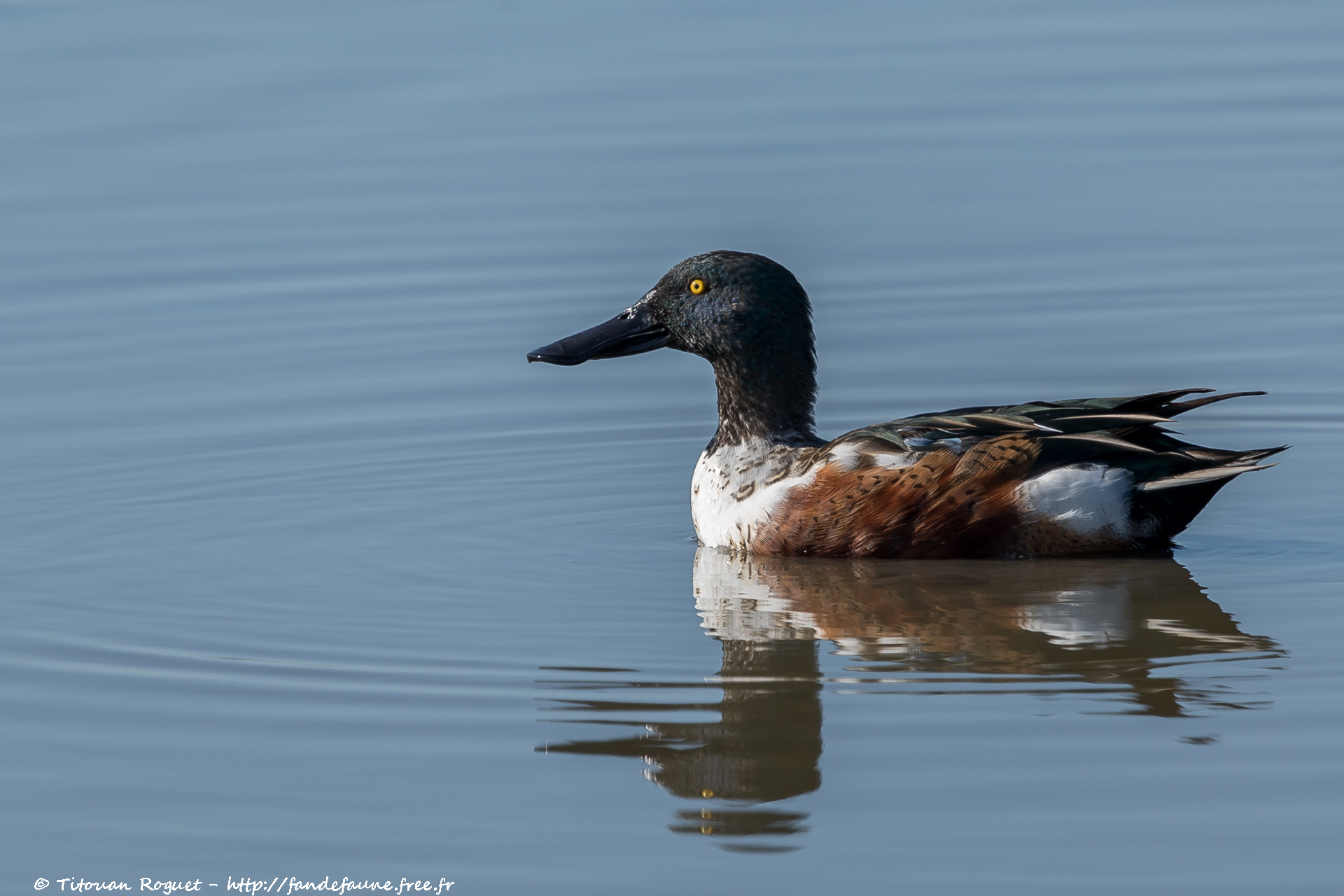 Canard souchet (Spatula clypeata) - Northern Shoveler