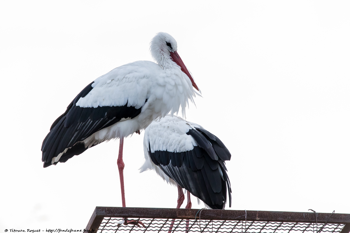 Cigogne blanche (Ciconia ciconia) - White Stork