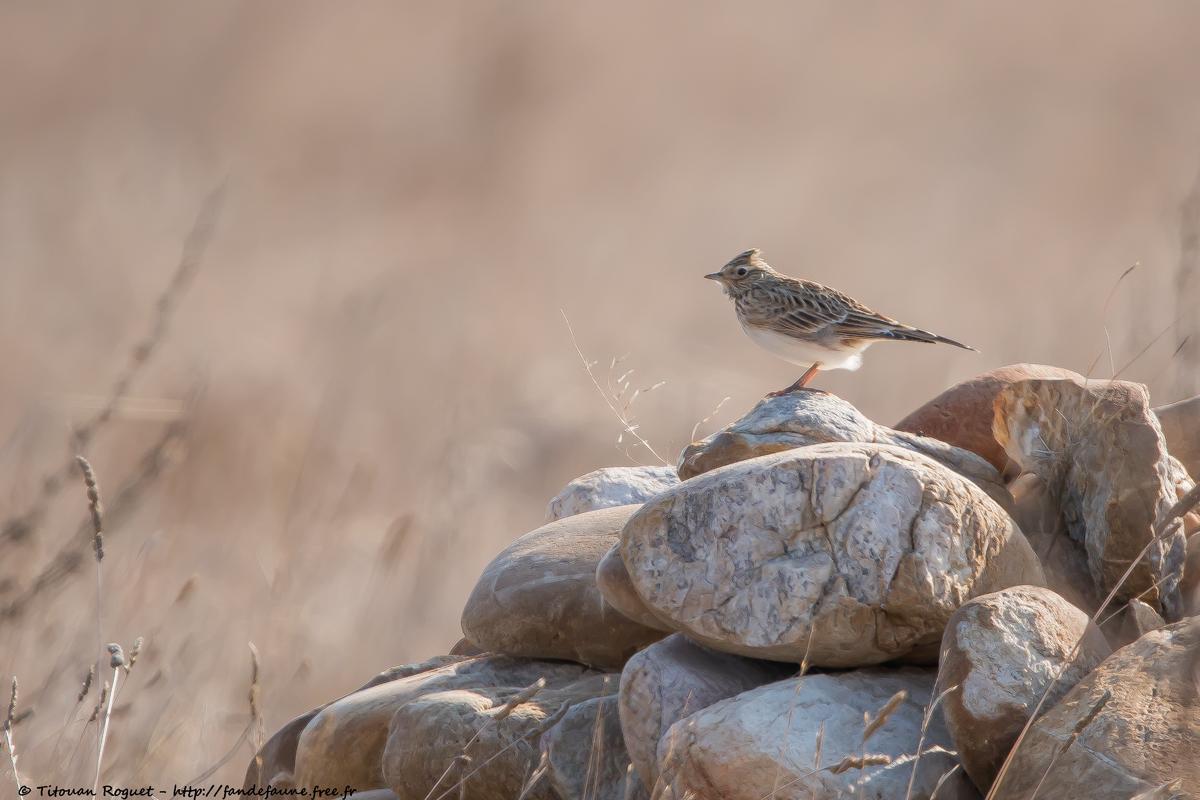 Alouette des champs (Alauda arvensis) - Eurasian Skylark