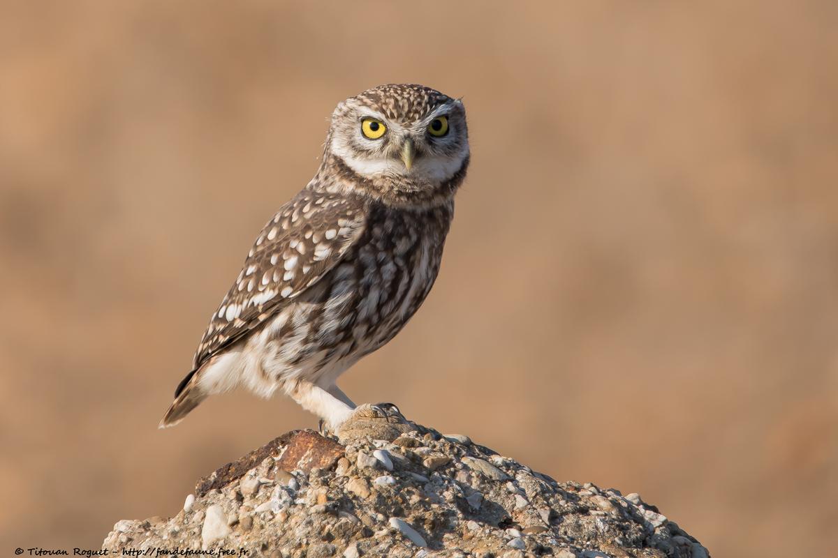 Chevêche d'Athéna (Athene noctua) - Little Owl