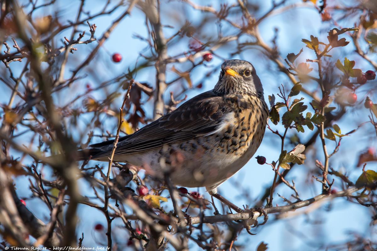 Grive litorne (Turdus pilaris) - Fieldfare