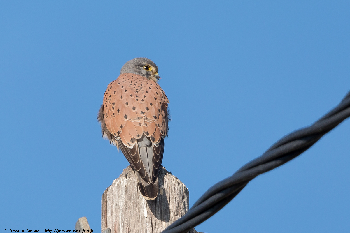 Faucon crécerelle (Falco tinnunculus) - Common Kestrel
