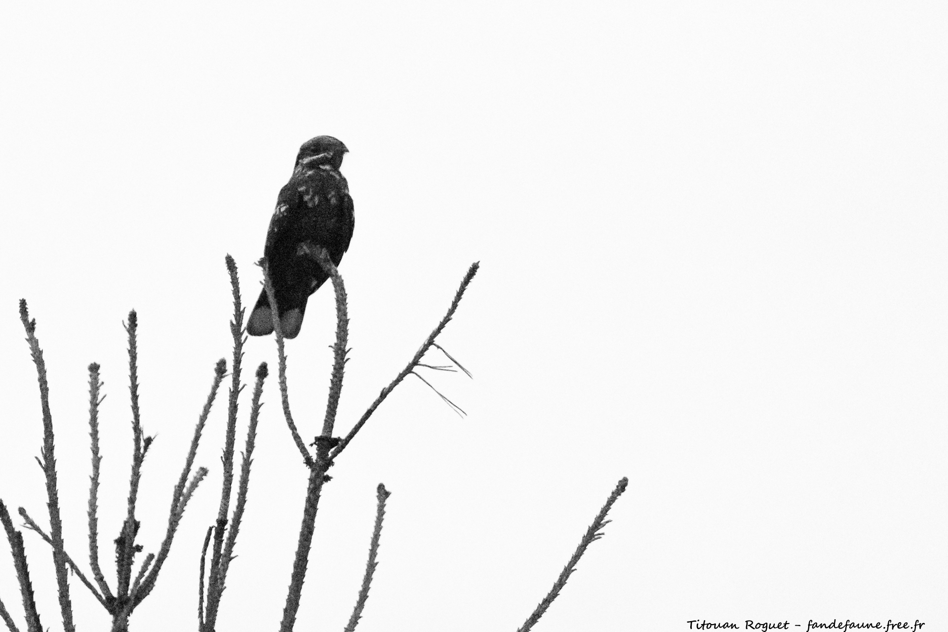 Engoulevent d'Europe (Caprimulgus europaeus) - European Nightjar