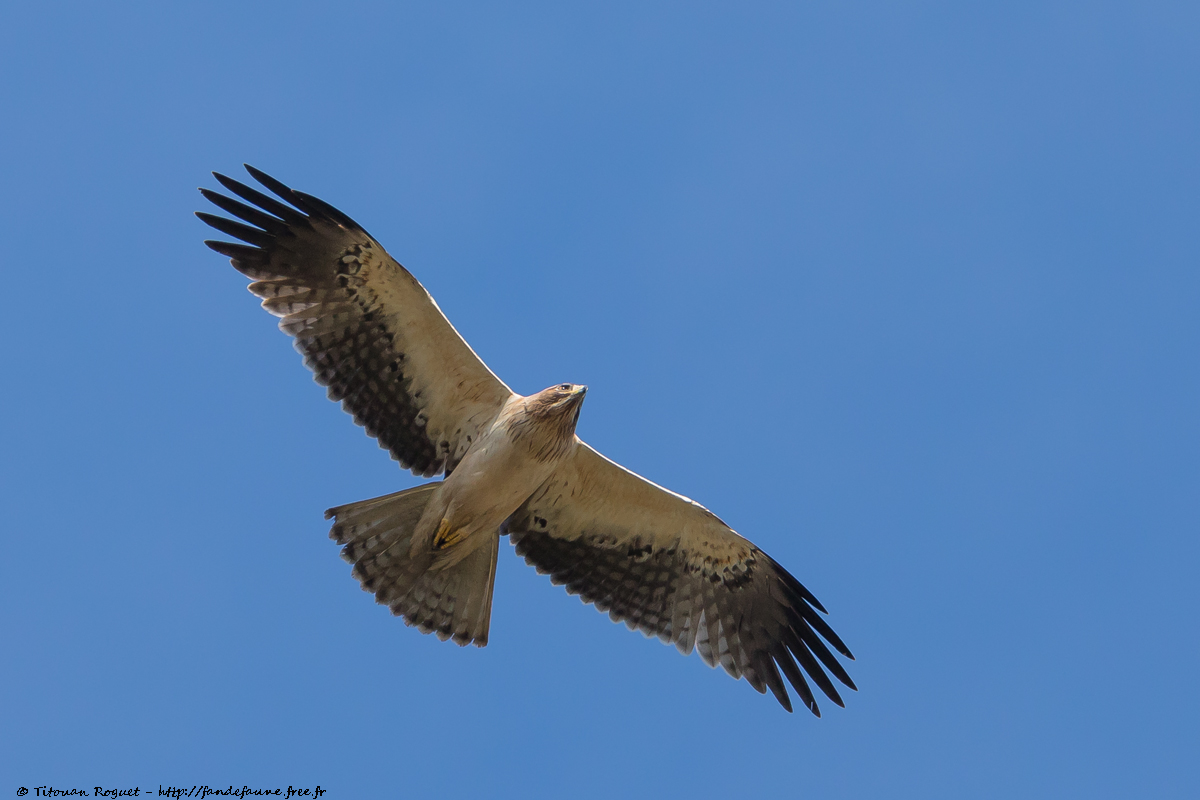 Aigle botté (Hieraaetus pennatus) - Booted Eagle