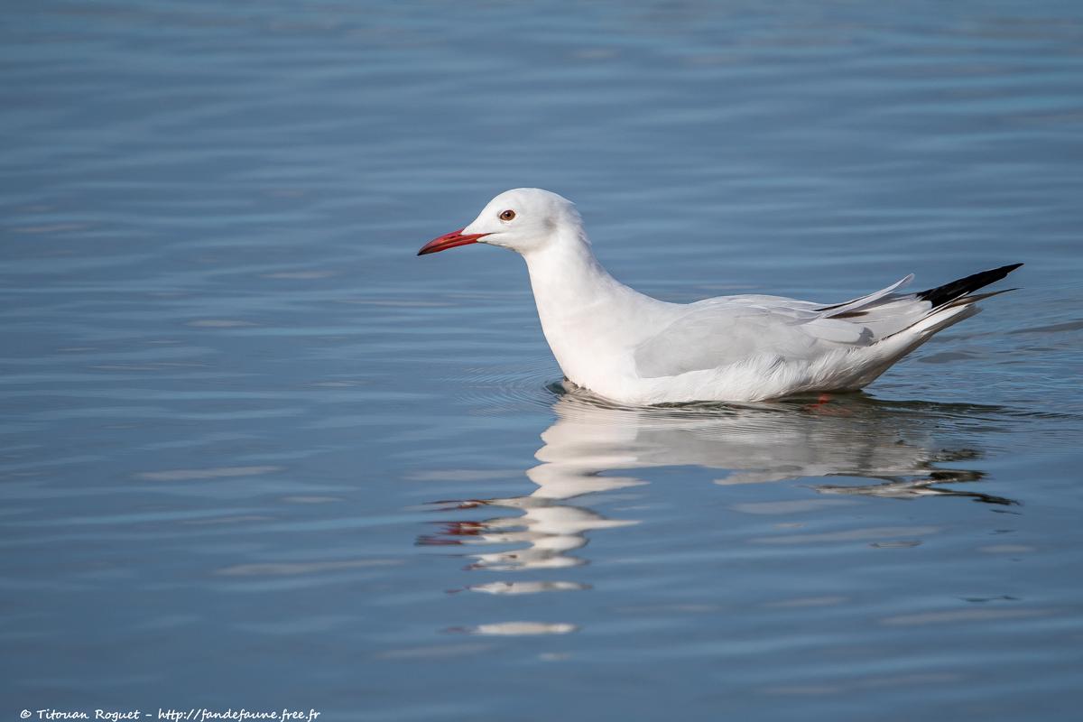 Goéland railleur (Chroicocephalus genei) - Slender-billed Gull