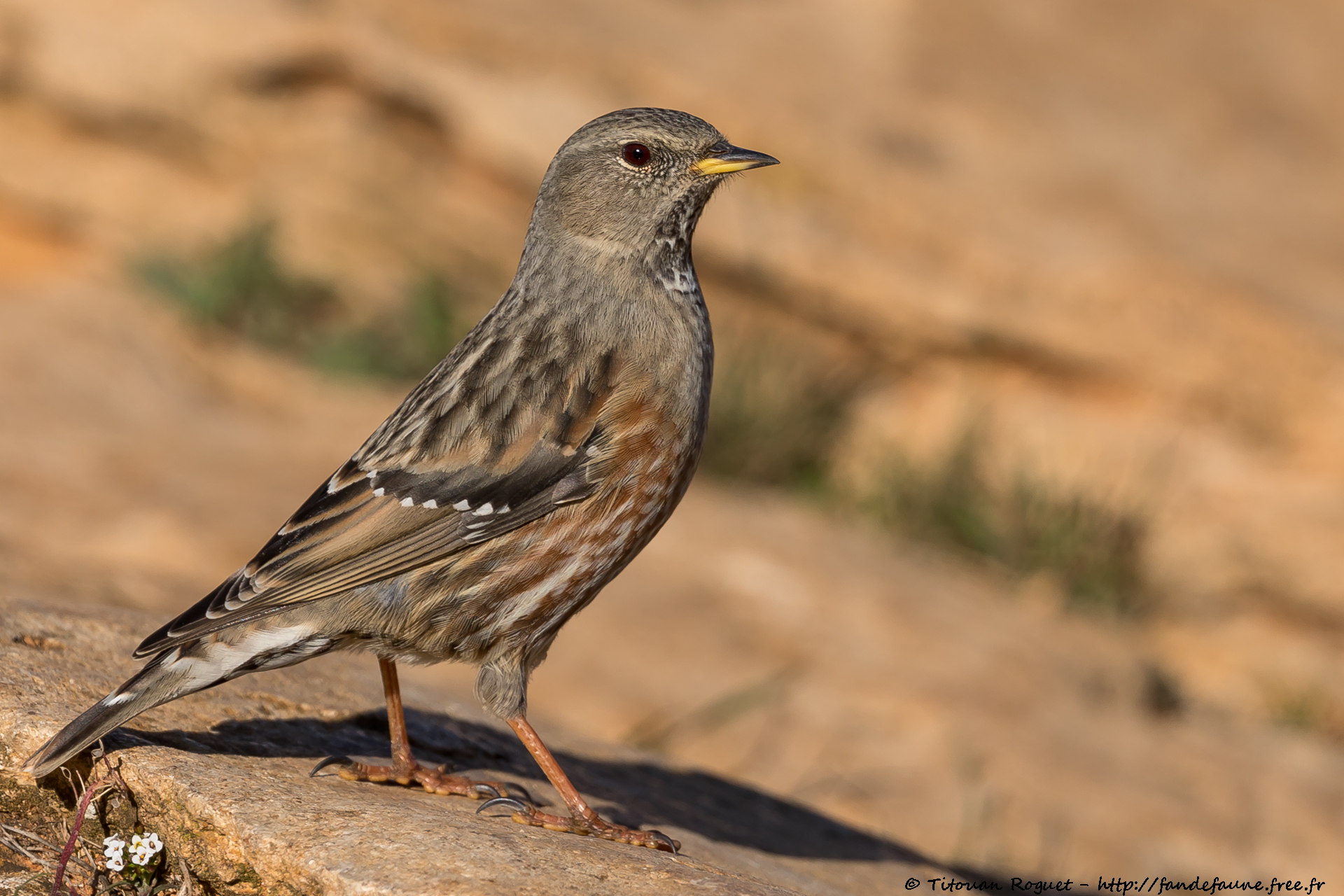 Accenteur alpin (Prunella collaris) - Alpine Accentor