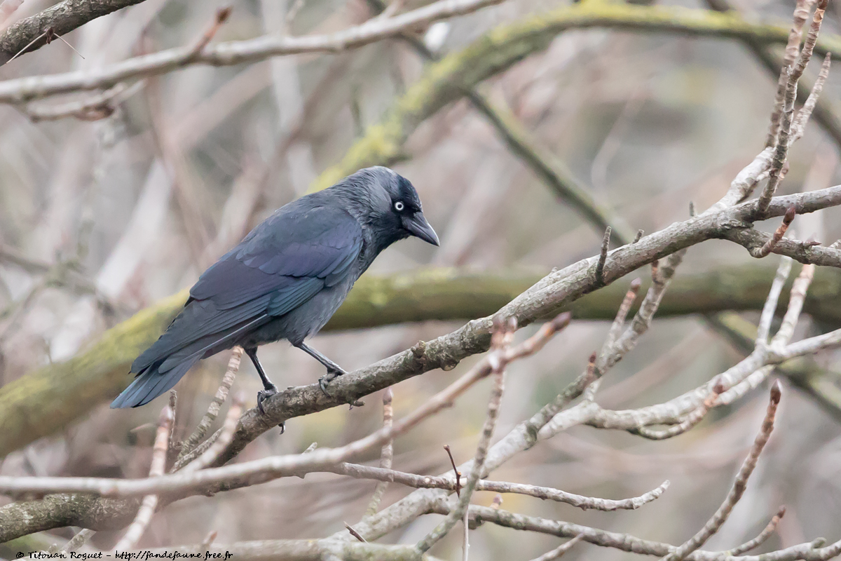 Choucas des tours (Coloeus monedula) - Western Jackdaw