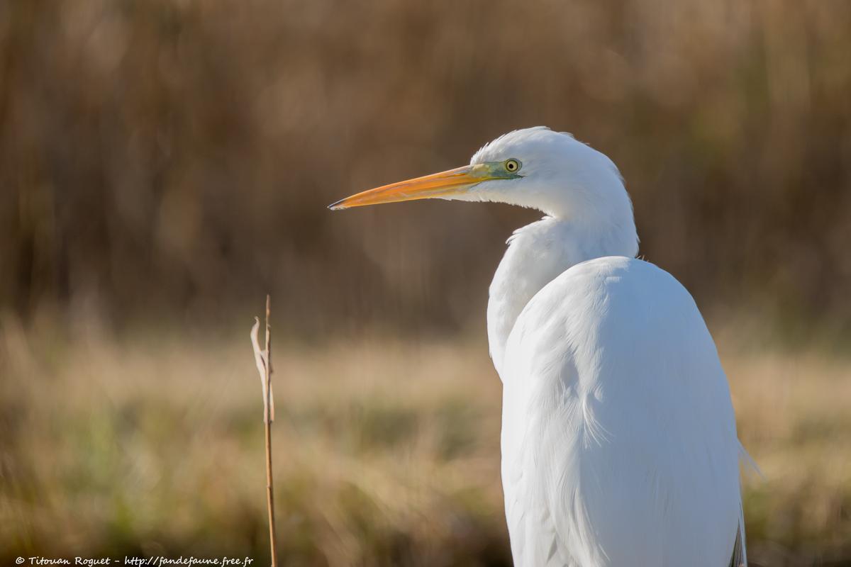 Grande Aigrette (Ardea alba) - Great Egret