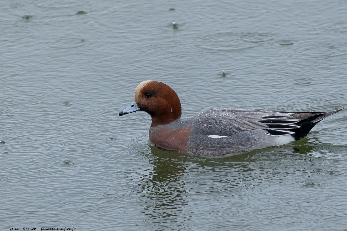 Canard siffleur (Anas penelope) - Eurasian Wigeon