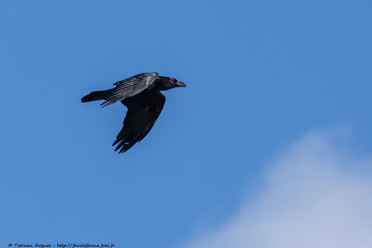 Grand Corbeau (Corvus corax) - Northern Raven