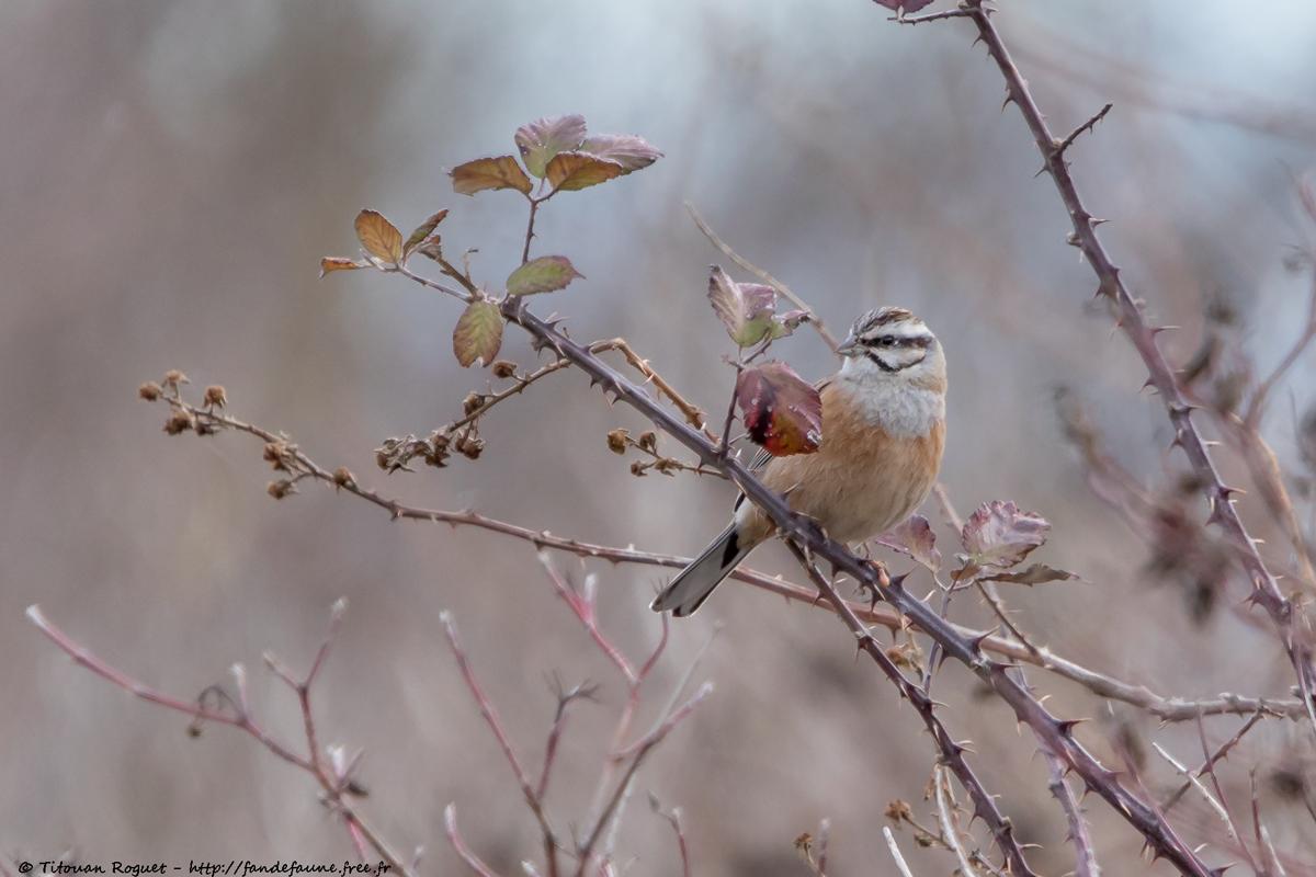 Bruant fou (Emberiza cia) - Rock Bunting
