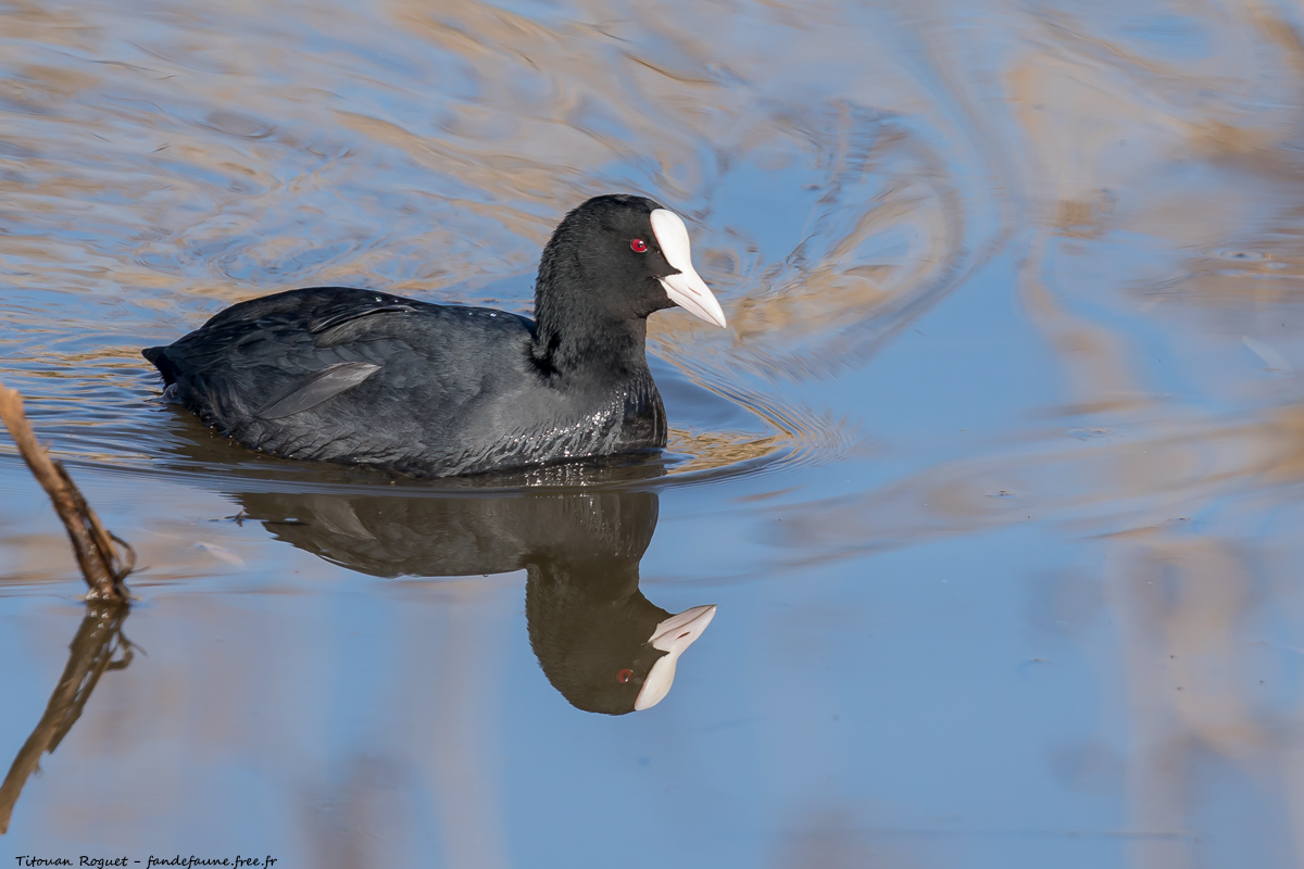 Foulque macroule (Fulica atra) - Eurasian Coot