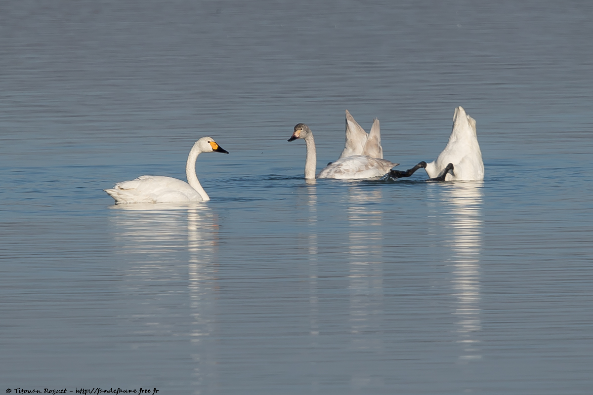 Cygne de Bewick (Cygnus columbianus) - Tundra Swan
