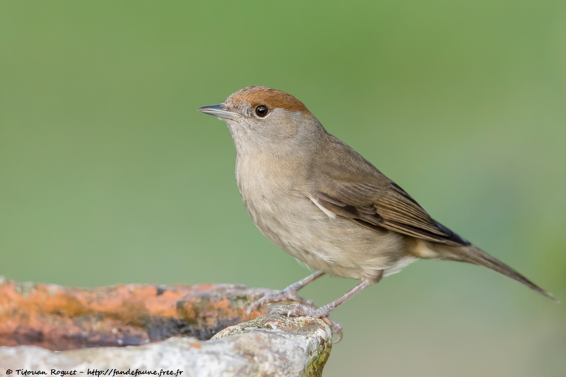 Fauvette à tête noire (Sylvia atricapilla) - Eurasian Blackcap