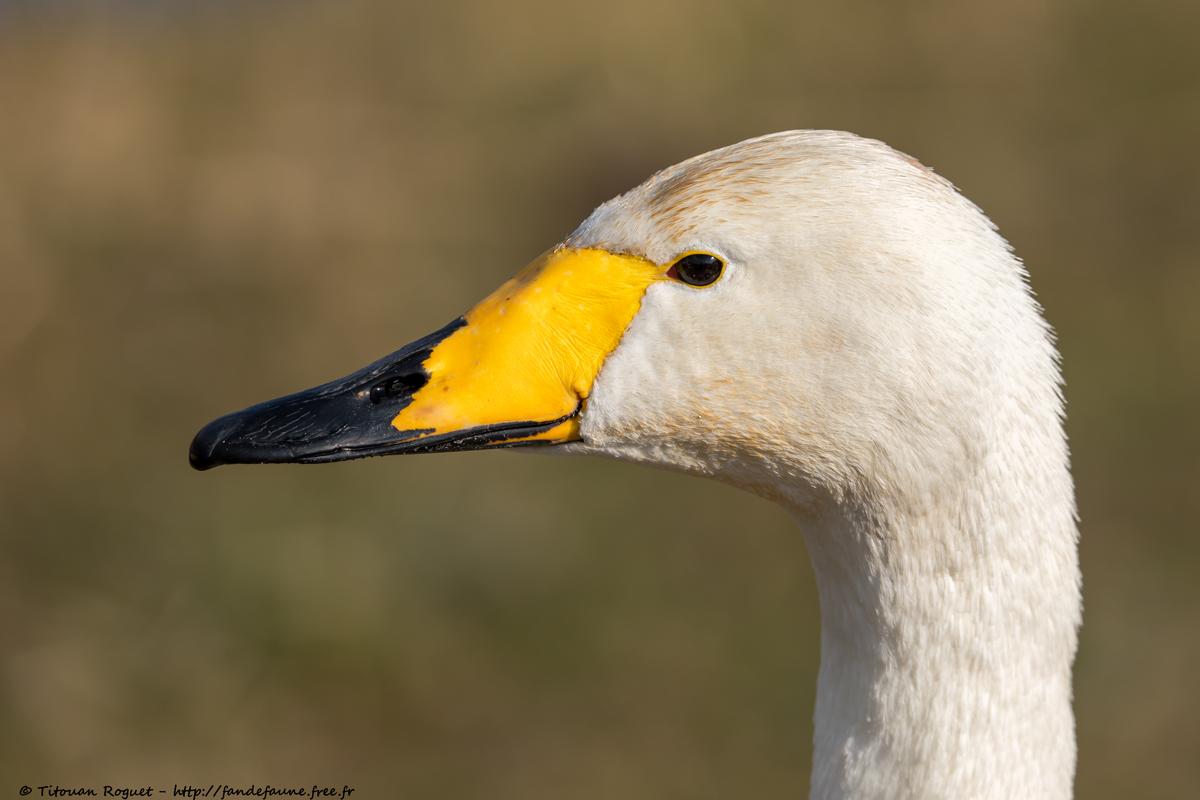Cygne chanteur (Cygnus cygnus) - Whooper Swan