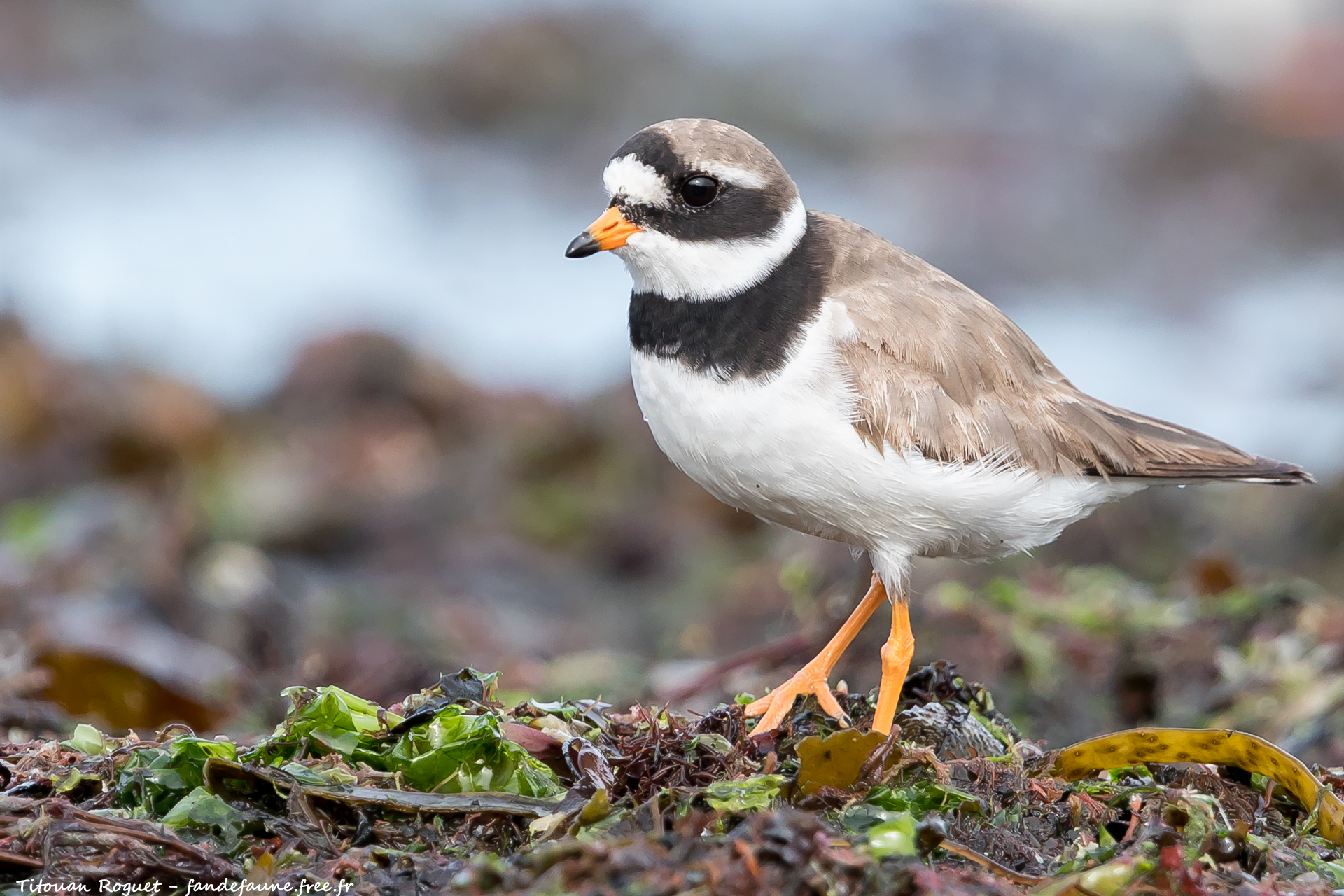 Grand Gravelot (Charadrius hiaticula) - Common Ringed Plover