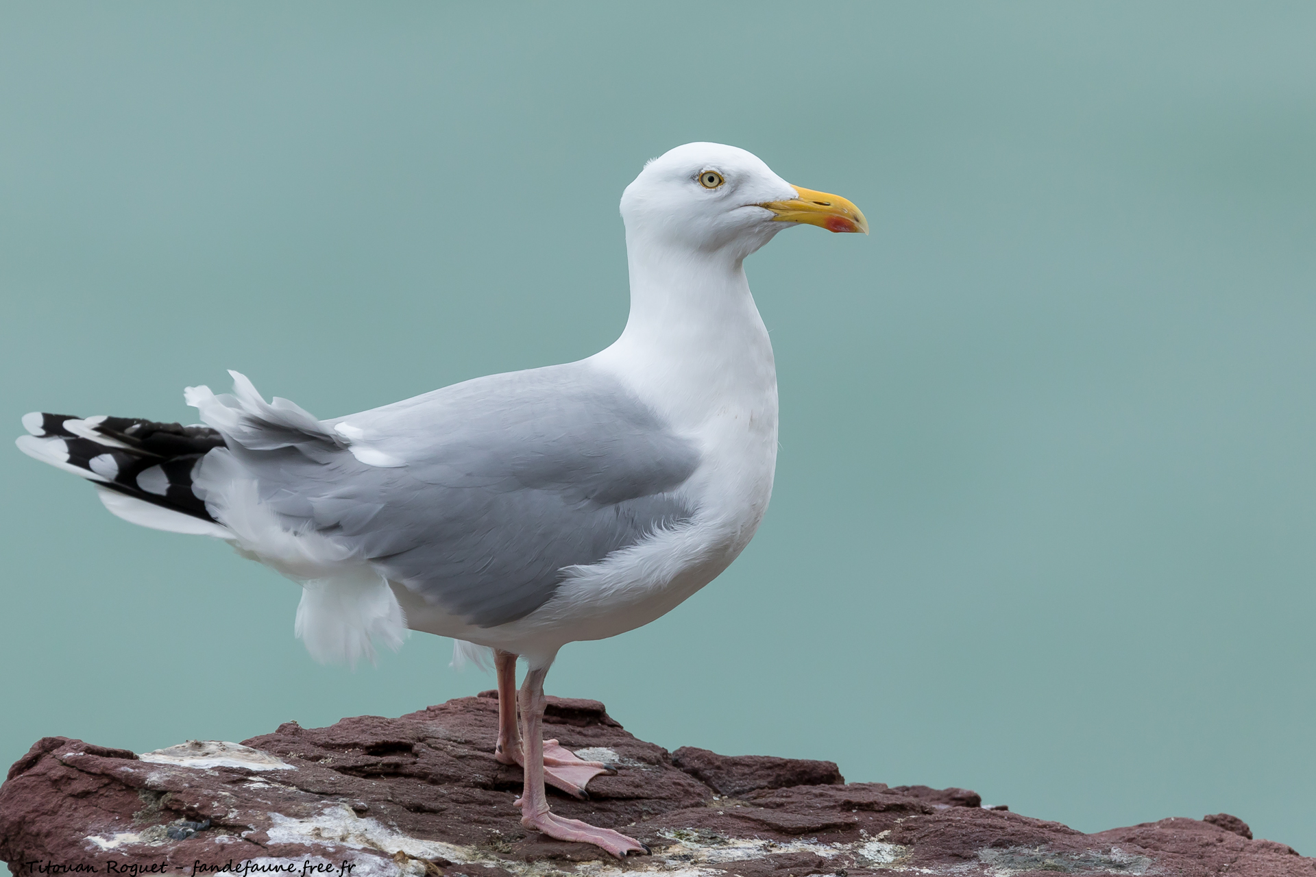 Goéland argenté (Larus argentatus) - European Herring Gull