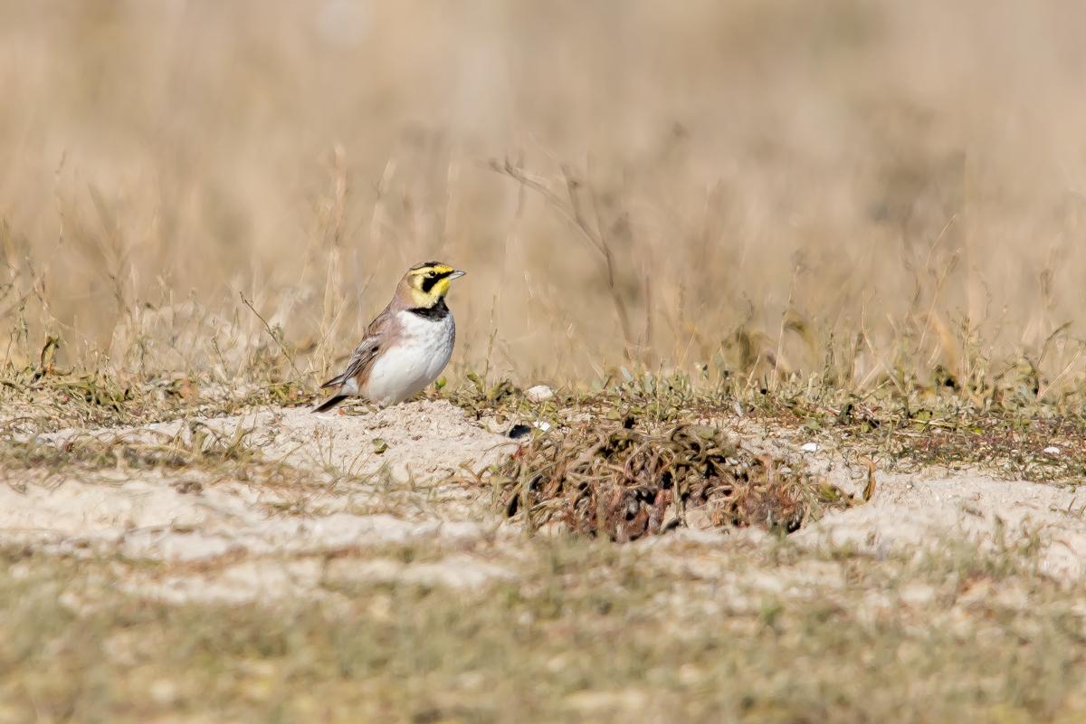 Alouette haussecol (remophila alpestris) - Horned Lark