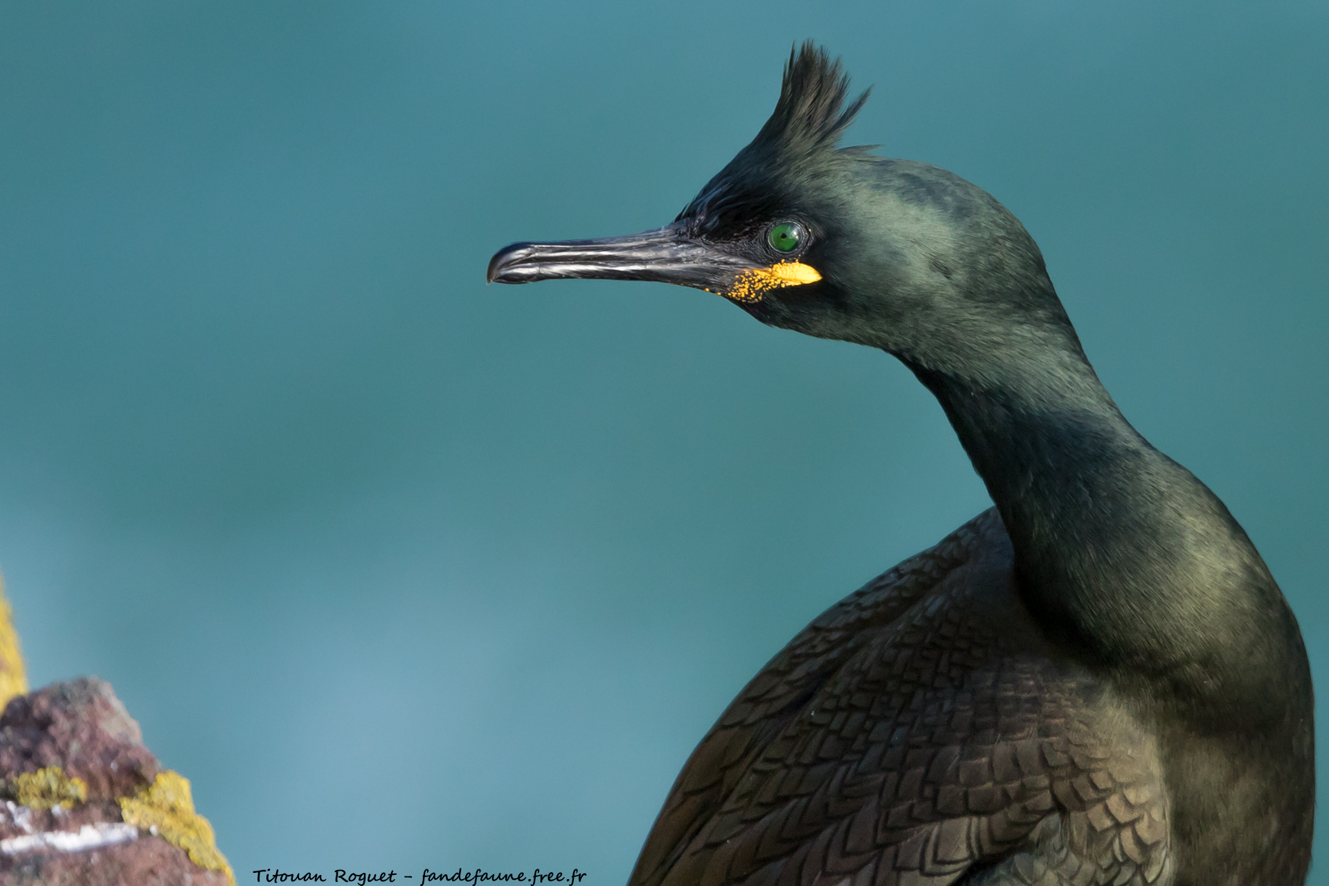 Cormoran huppé (Phalacrocorax aristotelis) - European Shag