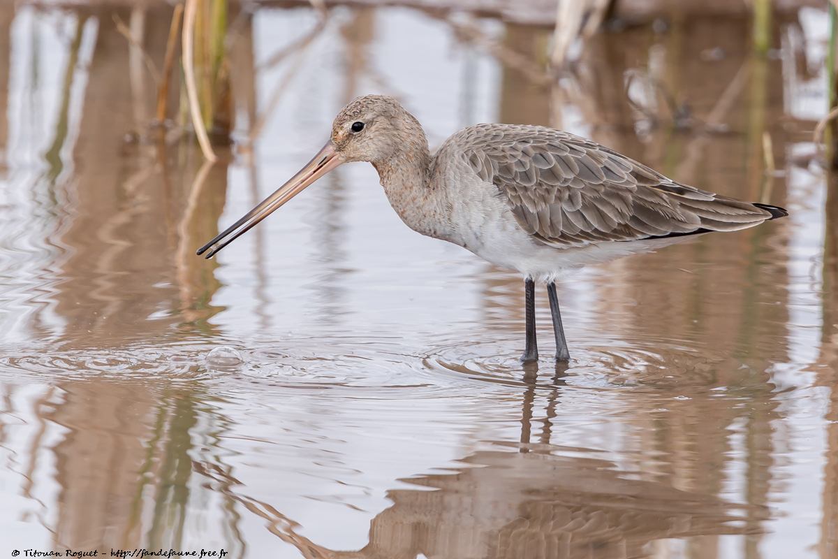 Barge à queue noire (Limosa limosa) - Black-tailed Godwit