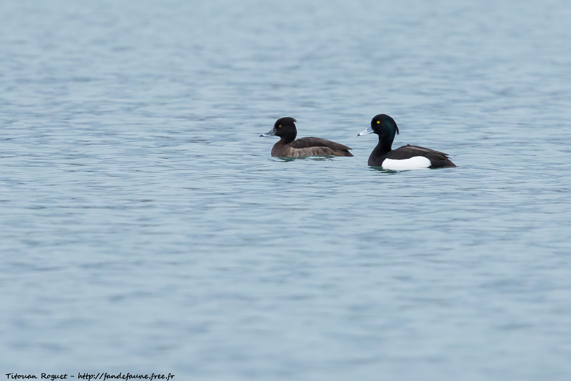 Fuligule morillon (Aythya fuligula) - Tufted Duck