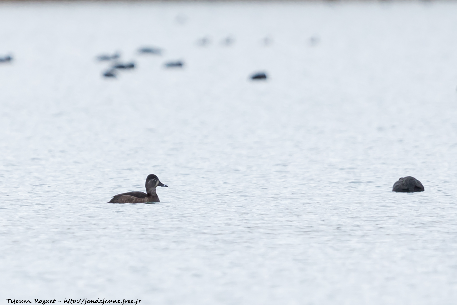 Fuligule à bec cerclé (Aythya collaris) - Ring-necked Duck