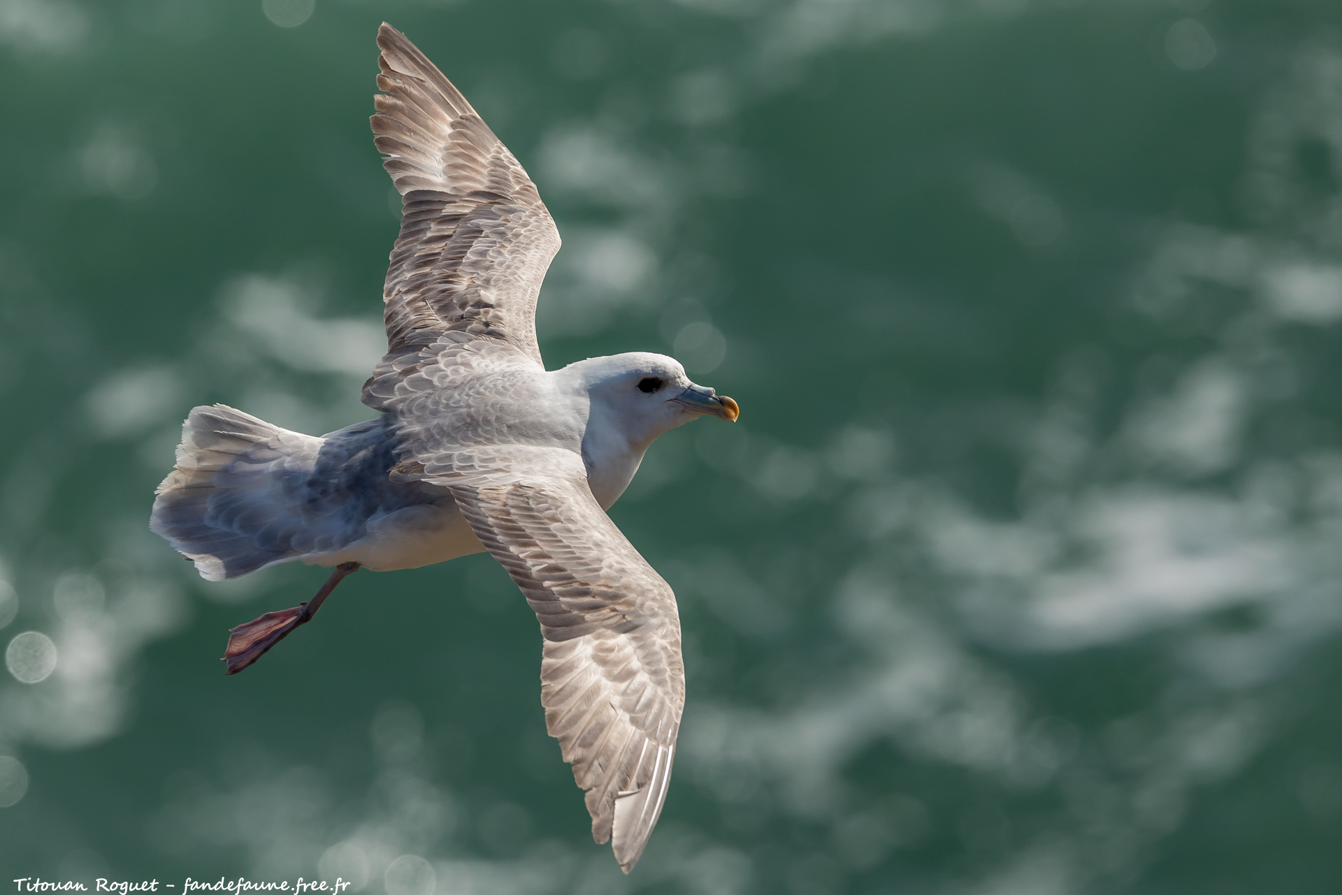 Fulmar boréal (Fulmarus glacialis) - Northern Fulmar
