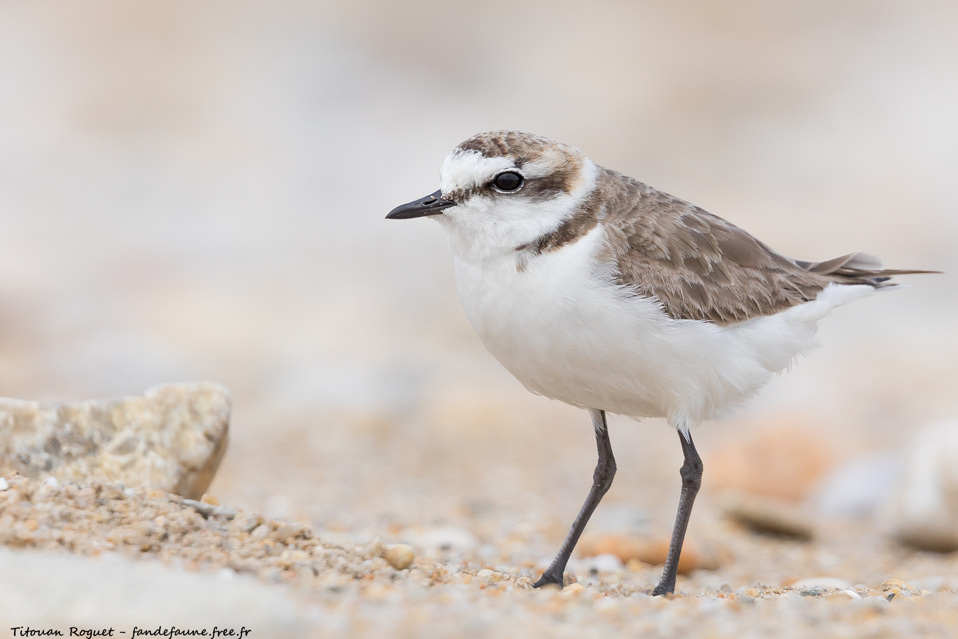 Gravelot à collier interrompu (Charadrius alexandrinus) - Kentish Plover
