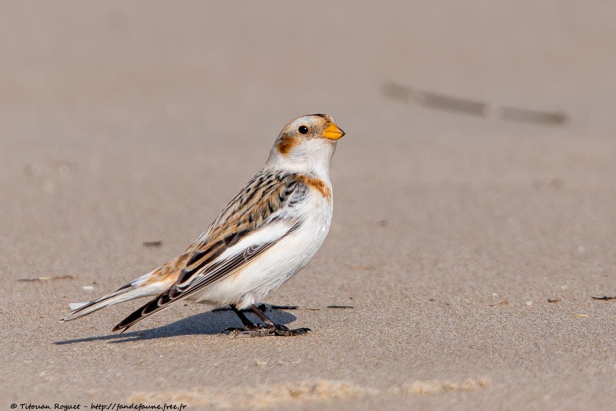 Bruant des neiges (Plectrophenax nivalis) - Snow Bunting