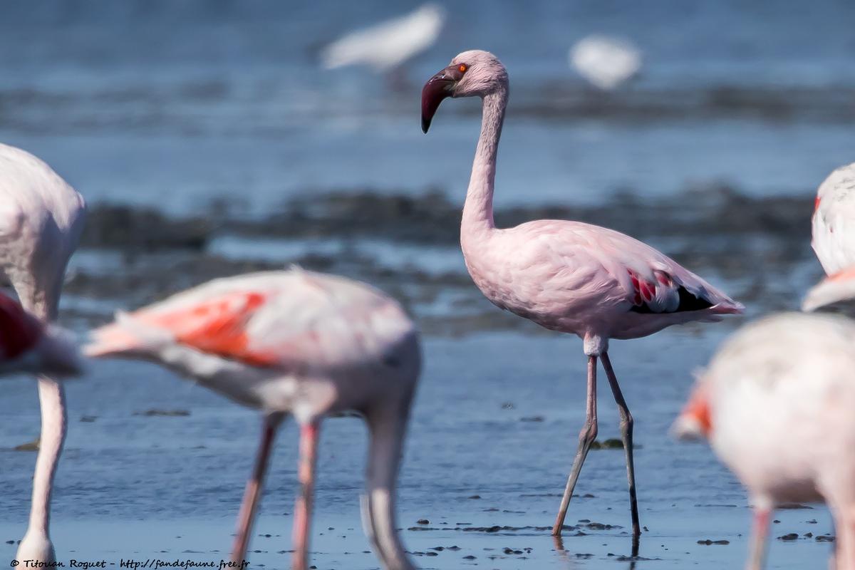 Flamant nain (Phoeniconaias minor) - Lesser Flamingo