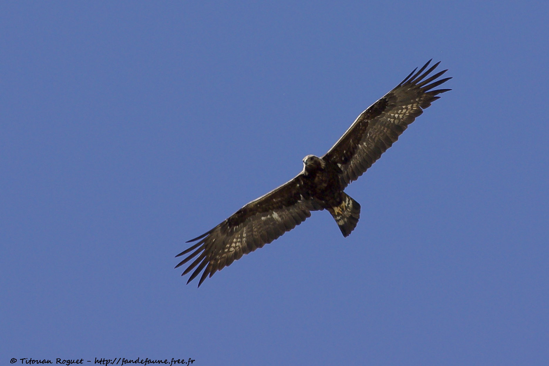Aigle royal (Aquila chrysaetos) - Golden Eagle