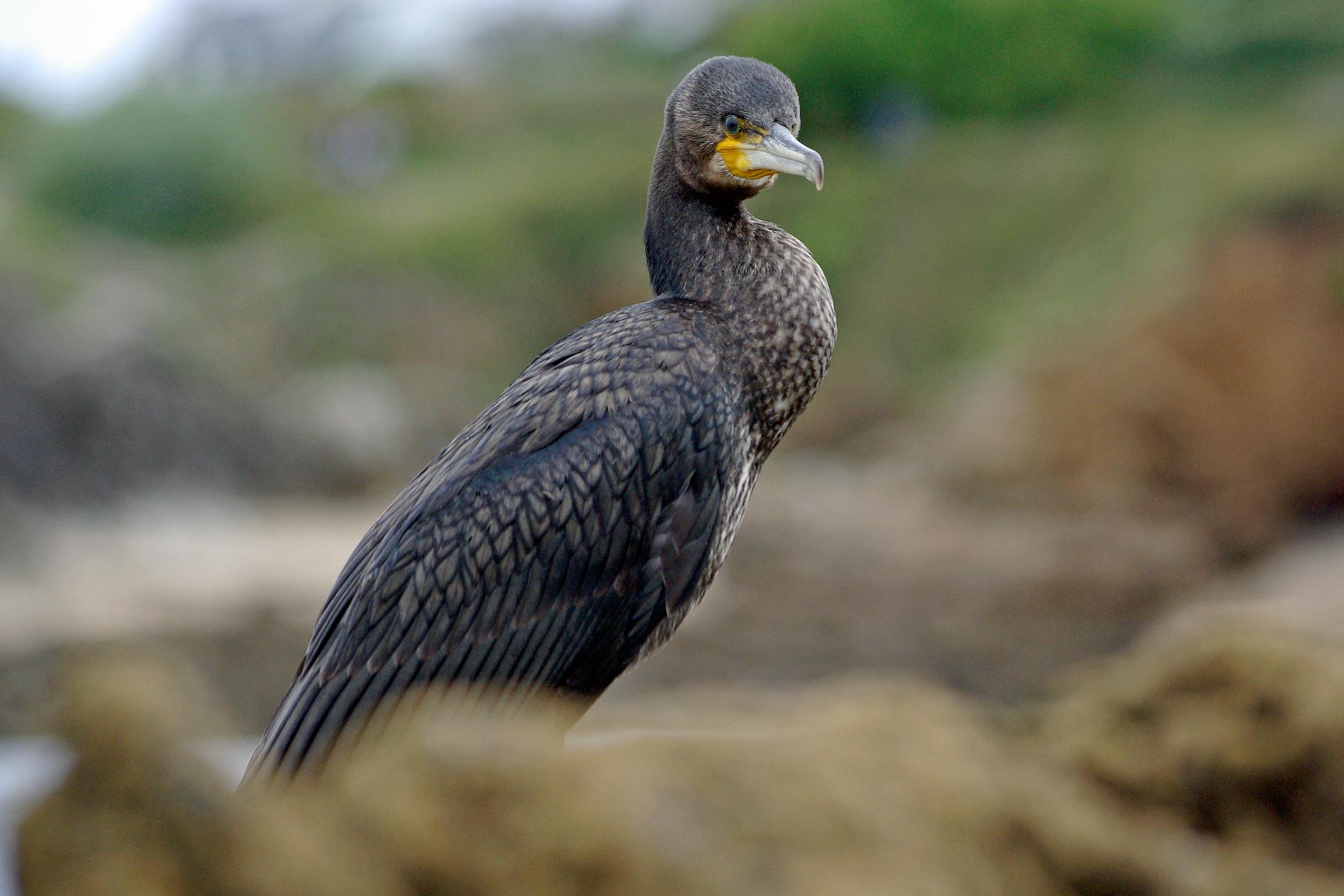 Grand Cormoran (Phalacrocorax carbo) - Great Cormorant