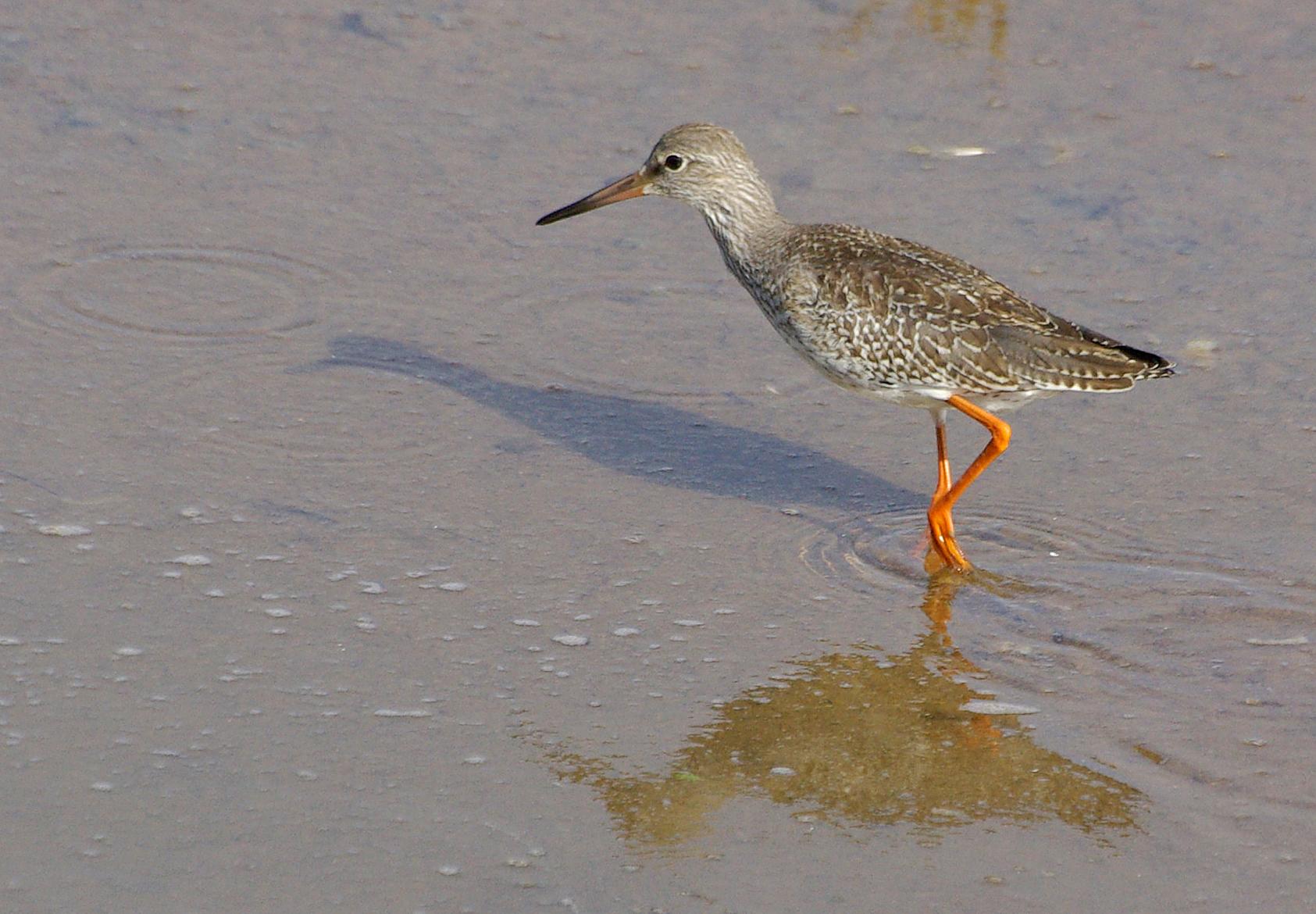 Chevalier gambette (Tringa totanus) - Common Redshank