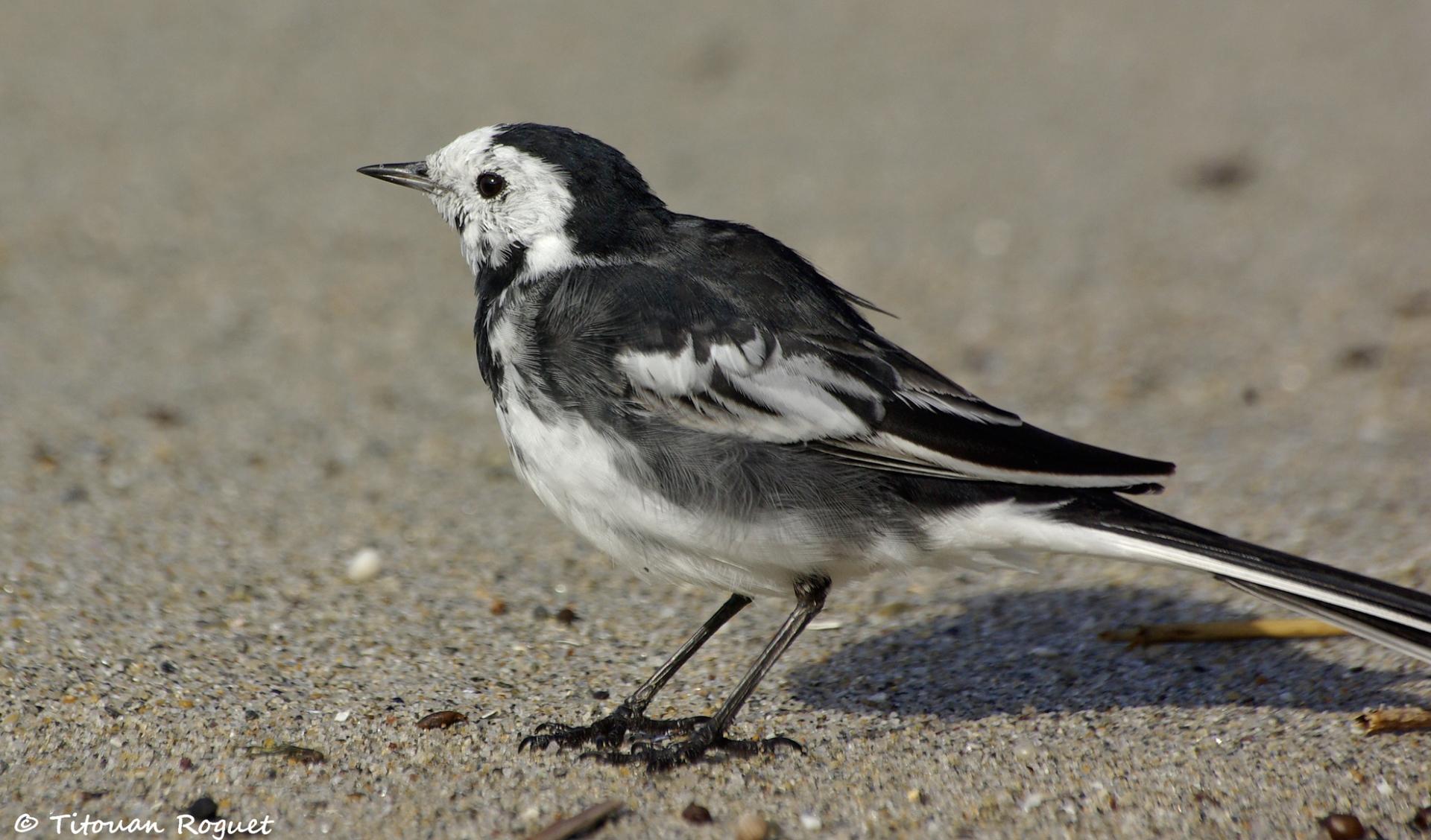 Bergeronnette de Yarrell (Motacilla alba yarrellii) - White Wagtail (yarrellii)