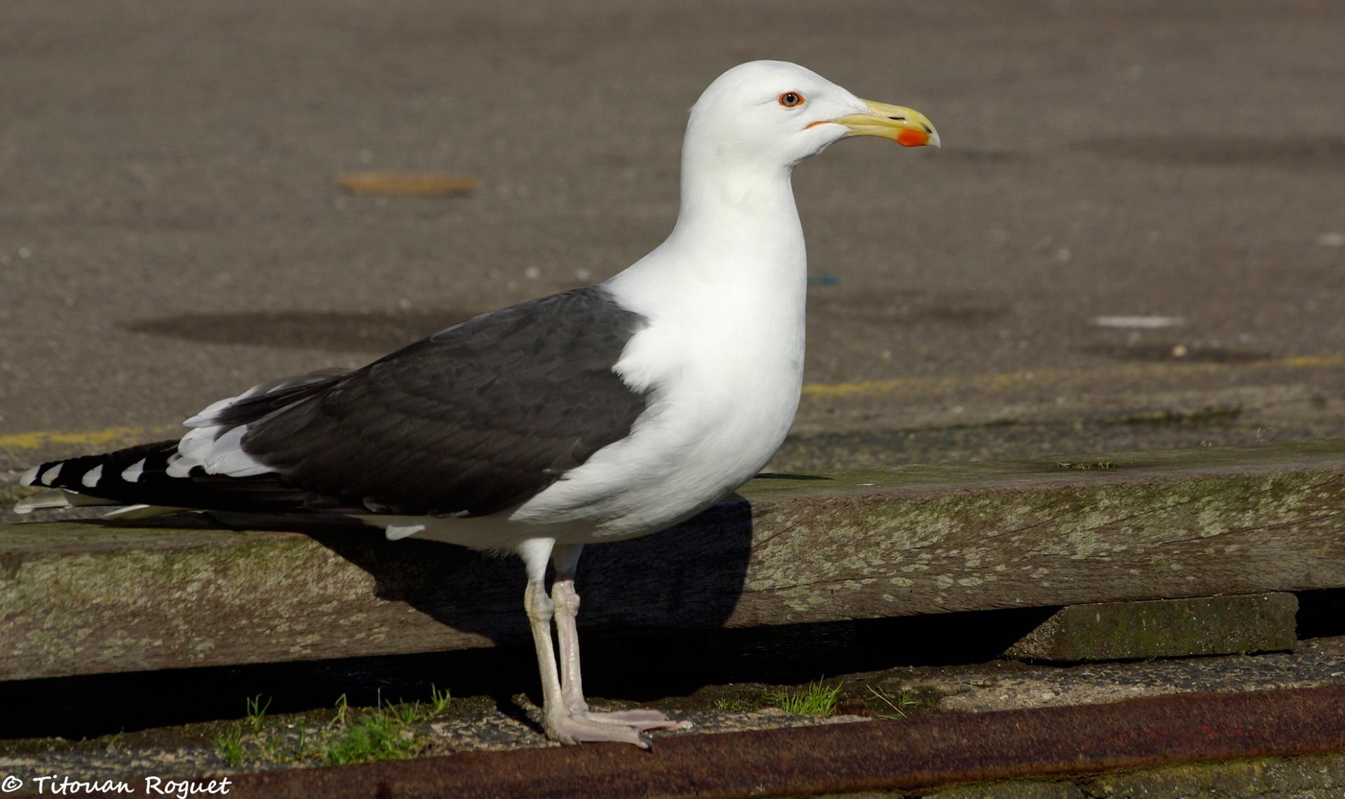 Goéland marin (Larus marinus) - Great Black-backed Gull