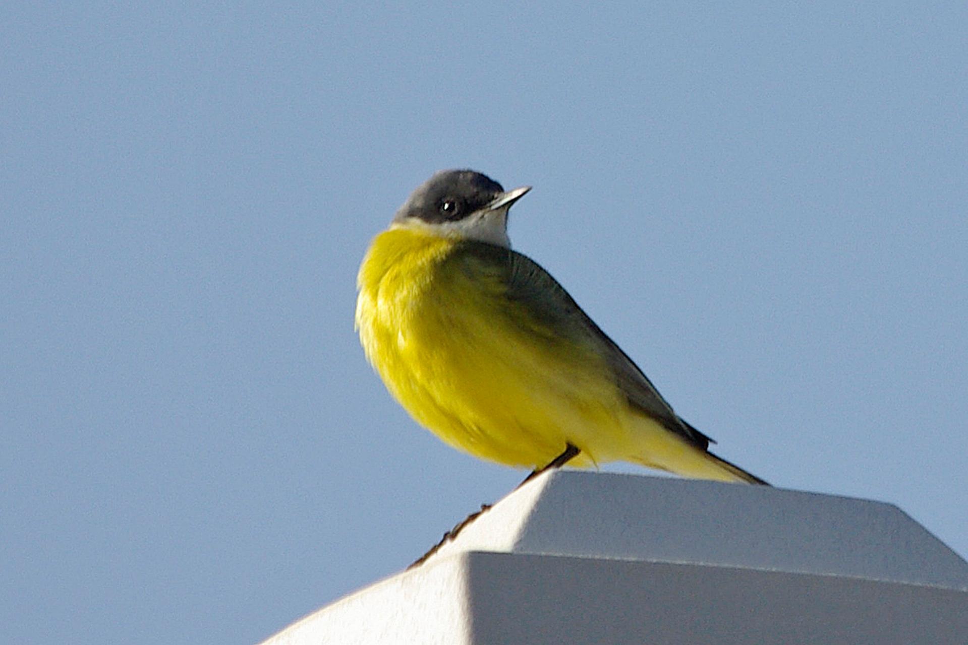 Bergeronnette printanière d'Italie (Motacilla flava cinereocapilla) - Western Yellow Wagtail