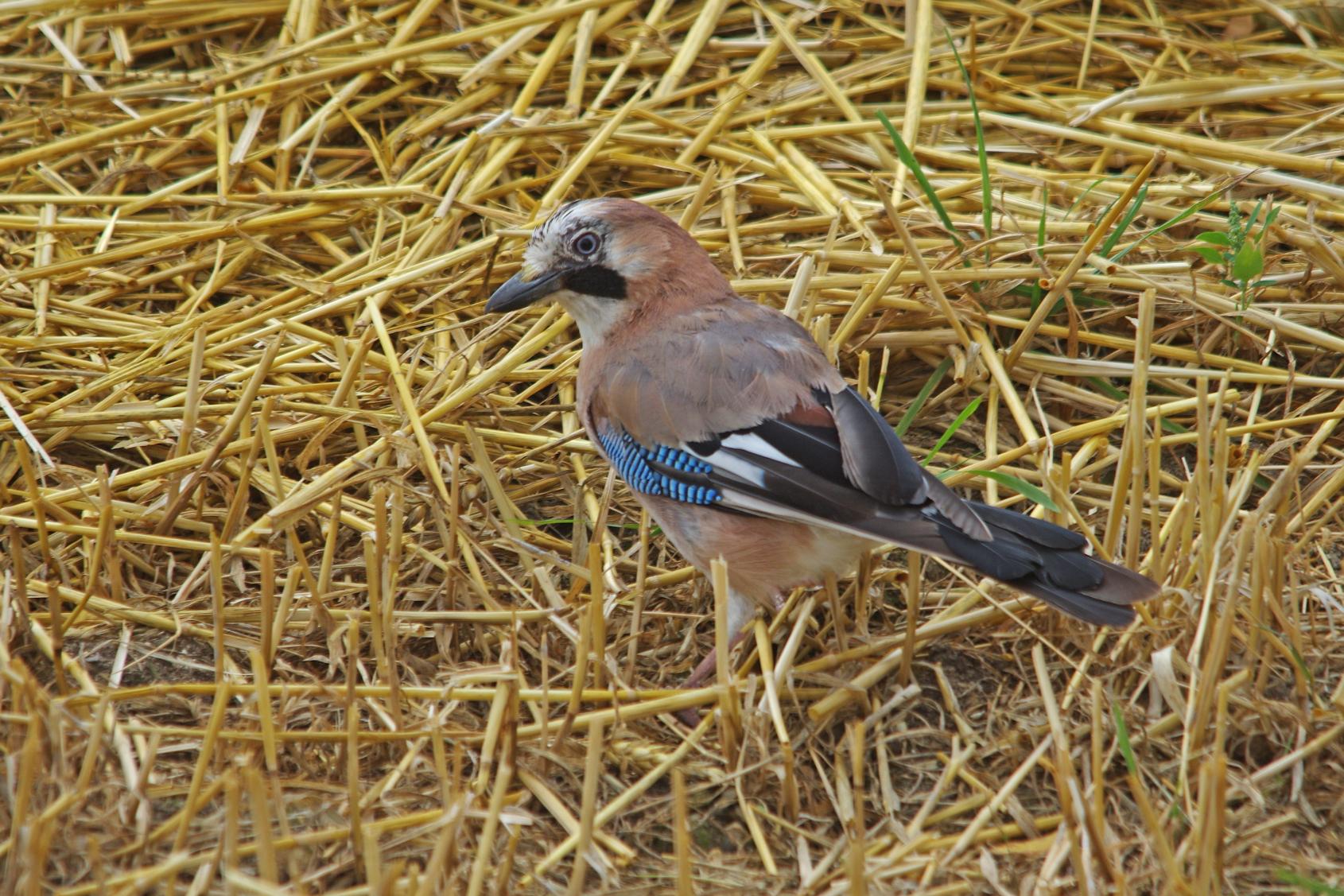 Geai des chênes (Garrulus glandarius) - Eurasian Jay